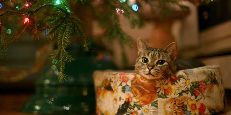 Cum va fi vremea de Crăciun în Moldova? Prognoza meteorologilor