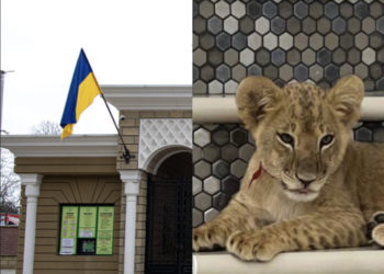 «Мы никому не дарили животных». Одесский зоопарк о льве, замеченном в Штефанводском районе