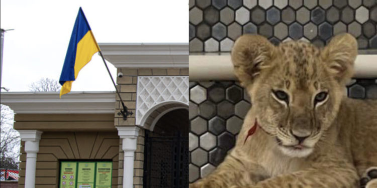 «Мы никому не дарили животных». Одесский зоопарк о льве, замеченном в Штефанводском районе