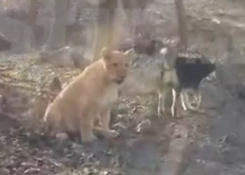 Un leu, zărit într-o pădure de la Ștefan Vodă | VIDEO
