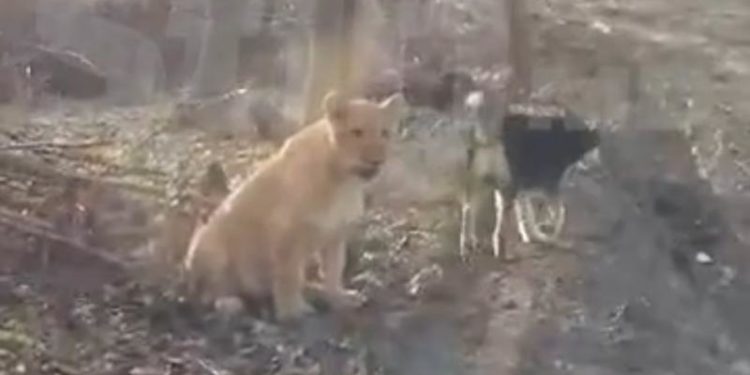 Un leu, zărit într-o pădure de la Ștefan Vodă | VIDEO