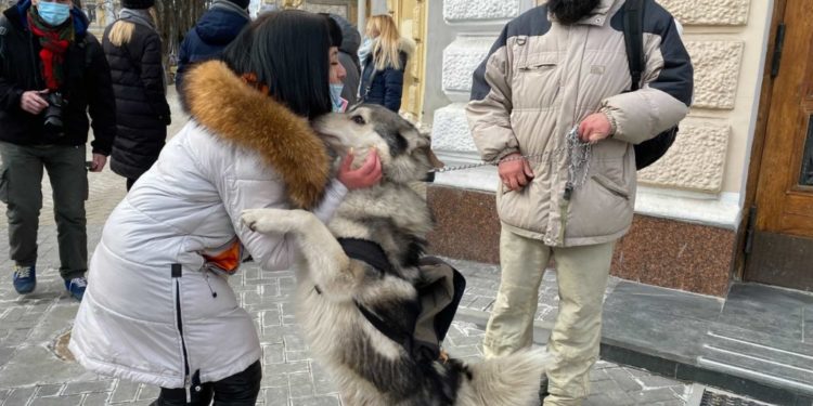 Activiștii pentru protecția animalelor cer socoteală Primăriei: „Finanțările, reduse de trei ori”