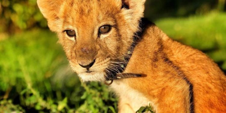 Владелец льва, замеченного в Штефанводском районе, отказывается отдавать животное в зоопарк: «Он не опасен»