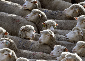 Sute de oi au fost prinse sub un saivan prăbușit, în Cluj. 80 de animale au murit