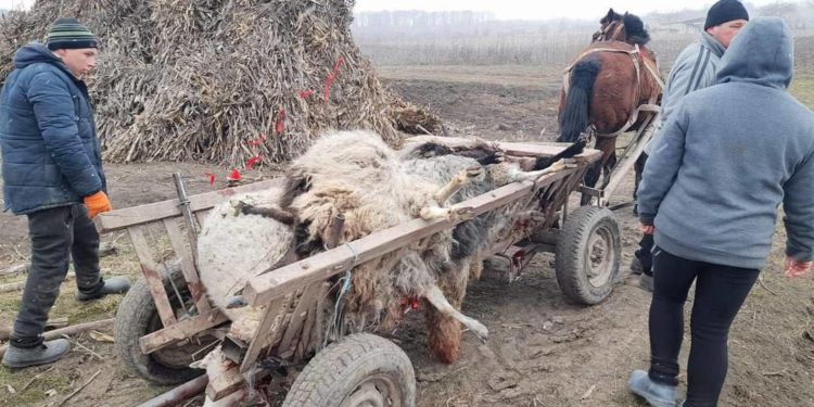 В Унгенах на глазах хозяйки овчарни волки загрызли 13 овец