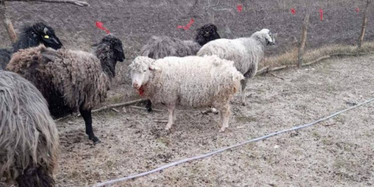 «Напали три волка, которые снова разорвали овец». Что известно об атаке хищников в Унгенах | VIDEO