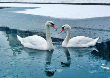 Un stol de lebede, surprins în plină iarnă în nordul țării