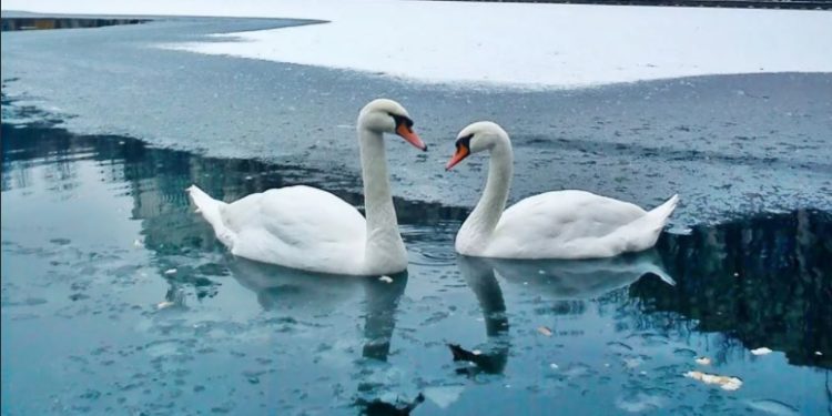 Un stol de lebede, surprins în plină iarnă în nordul țării