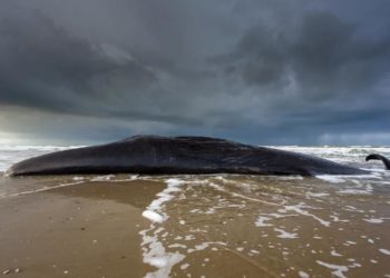 Legătura între descoperirea unor balene eşuate în Cipru şi cutremurul din Turcia