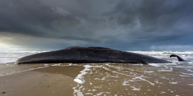 Legătura între descoperirea unor balene eşuate în Cipru şi cutremurul din Turcia