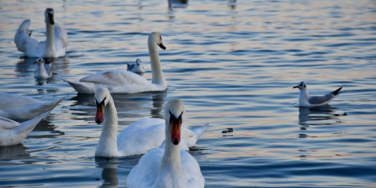 На Днестре в Сороках заметили стаю белых лебедей