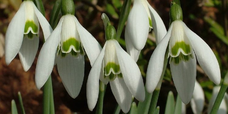 Colectarea şi comercializarea florilor din Cartea Roşie se pedepseşte cu amendă