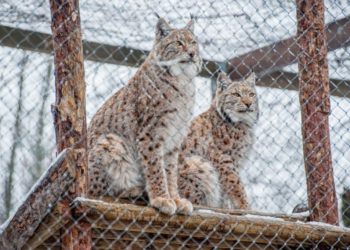 Angajații Grădinii Zoologice amenință că vor intra în grevă: Aceștia refuză să lucreze cu noul șef al întreprinderii municipale | VIDEO