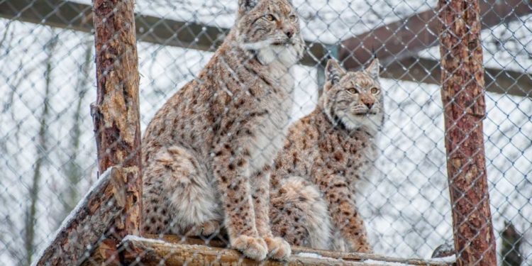 Angajații Grădinii Zoologice amenință că vor intra în grevă: Aceștia refuză să lucreze cu noul șef al întreprinderii municipale | VIDEO