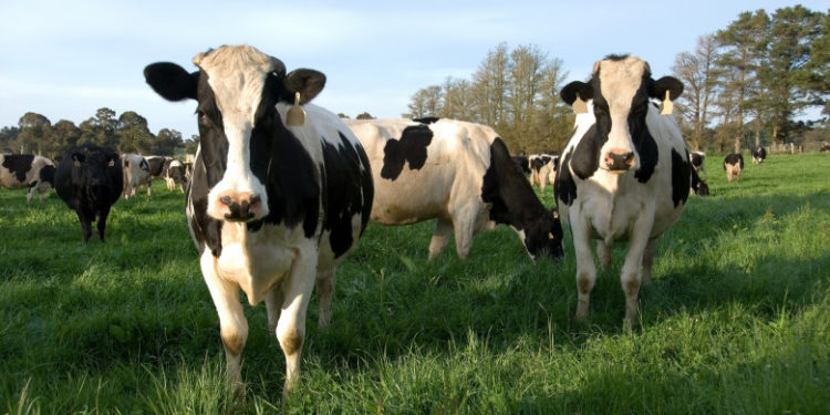 China a reușit să cloneze cu succes „super vaci” pentru prima dată în istorie