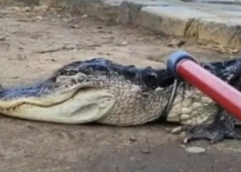 Un aligator a fost găsit în lacul unui parc din New York. Animalul era letargic din cauza temperaturilor scăzute