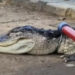 Un aligator a fost găsit în lacul unui parc din New York. Animalul era letargic din cauza temperaturilor scăzute