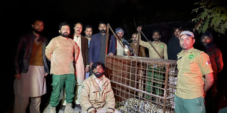 Un leopard ținut ca animal de companie a scăpat dintr-o casă și a provocat panică ore întregi în capitala Pakistanului