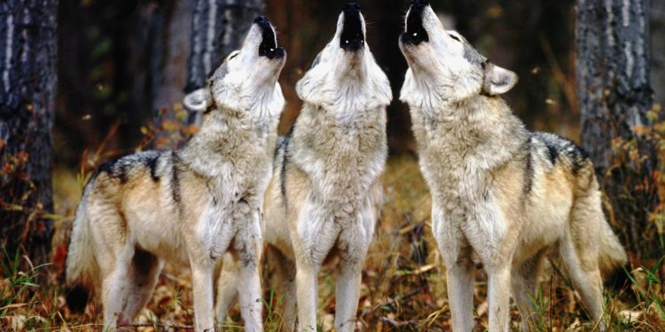 Un nou atac a lupilor într-o gospodărie din satul Cornești, raionul Ungheni. Aceeași familie s-a pomenit din nou cu oile sfâșiate | VIDEO