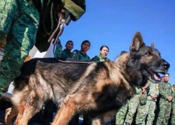 Un câine salvator a murit în Turcia în timp ce încerca să ajungă la un om blocat sub dărâmături