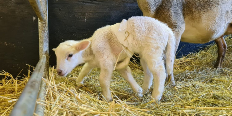 Un miel cu șase picioare s-a născut într-o fermă din Germania