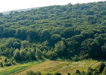 В Молдове за 10 лет площадь лесов станет больше на 150 тысяч га