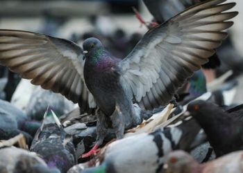 В столице у голубей выявлено опасное заболевание. Это может представлять угрозу для птицеводства