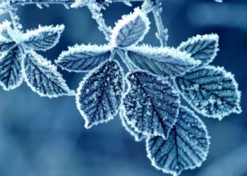 В связи с заморозками в Молдове объявлен желтый код