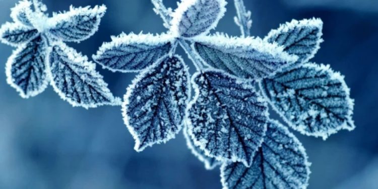 В связи с заморозками в Молдове объявлен желтый код