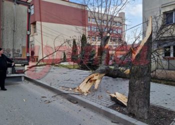 Un șofer de TIR din Moldova a doborât un castan la Vaslui. Presa română: Era cât pe ce să lovească și o femeie