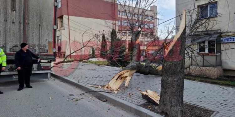 Un șofer de TIR din Moldova a doborât un castan la Vaslui. Presa română: Era cât pe ce să lovească și o femeie