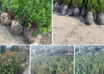 Plante și arbori coniferi de 7 mii euro aduși ilegal din Olanda: Marfa, ridicată la vamă