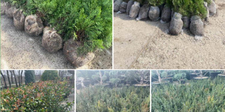 Plante și arbori coniferi de 7 mii euro aduși ilegal din Olanda: Marfa, ridicată la vamă