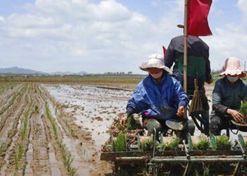 Penuria de alimente din Coreea de Nord este pe cale să ia o întorsătură mortală, avertizează experții