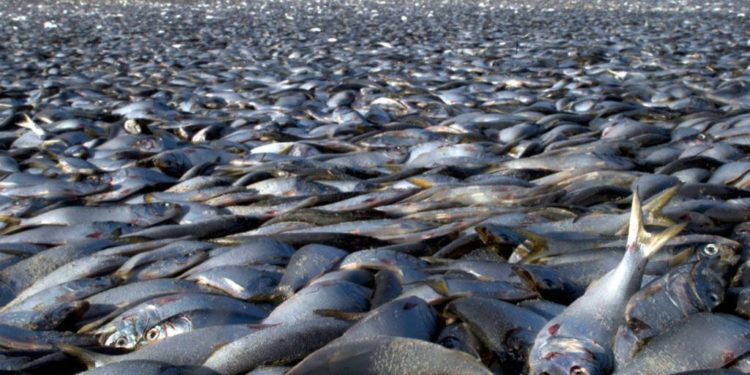 Тонны мертвой рыбы выброшены на берег во время аномальной жары в Австралии