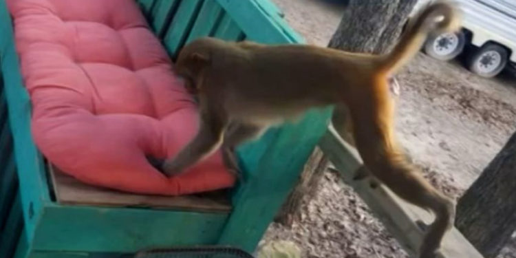 O maimuță a mutilat o femeie din SUA. I-a rupt în jumătate urechea și i-a smuls părul din cap. Apoi, a plesnit un bărbat