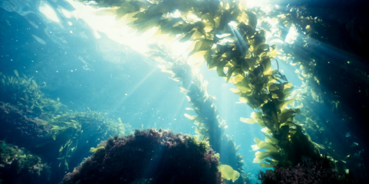 Acord istoric pentru protejarea oceanelor, încheiat după 10 ani de discuții și controverse privind pescuitul și exploatarea resurselor