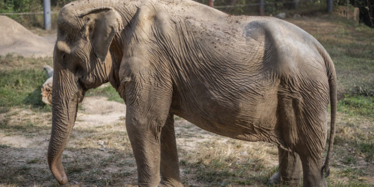 Ce pățesc elefanții după ce sunt călăriți zeci de ani de turiști