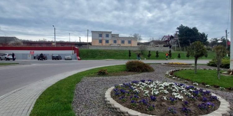 Explozie de culoare și frumusețe. Echipa Partidului „ȘOR” a plantat mii de viole și trandafiri pe străzile orașului Orhei și, după tradiție, au spălat trotuarele și au reînoit marcajele rutiere | VIDEO