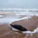Peste 900 de delfini au eșuat pe plajele Franței de la Oceanul Atlantic în ultimele trei luni