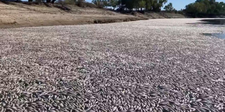 Milioane de peşti morți plutesc pe un fluviu din sud-estul Australiei. Ar fi murit din cauza căldurii | VIDEO