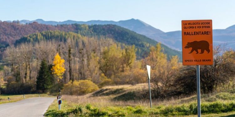 В Италии поймана медведица, убившая бегуна. Местные жители требуют усыпить животное, экологи против