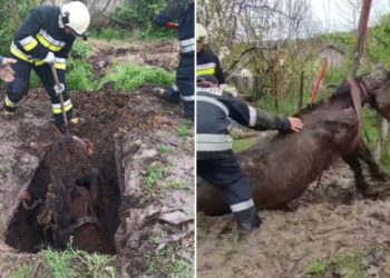 Misiune îndeplinită cu brio la Fălești. Angajații IGSU au salvat un cal căzut într-o groapă de canalizare