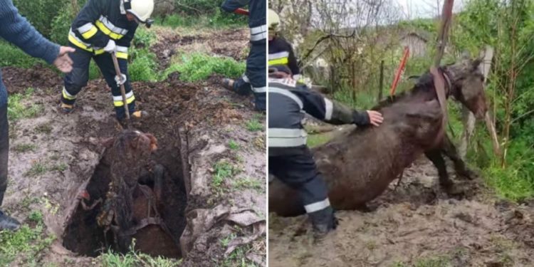 Misiune îndeplinită cu brio la Fălești. Angajații IGSU au salvat un cal căzut într-o groapă de canalizare
