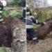 Misiune îndeplinită cu brio la Fălești. Angajații IGSU au salvat un cal căzut într-o groapă de canalizare