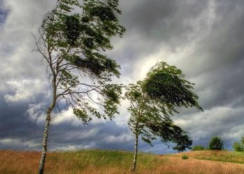В связи с усилением ветра синоптики объявили желтый код метеоопасности