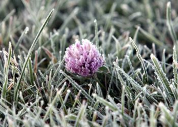 Еще один код метеоопасности. Синоптики предупредили о заморозках