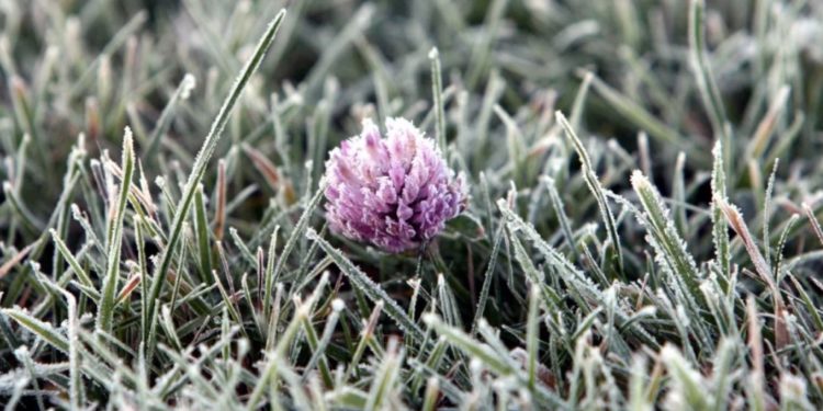 Еще один код метеоопасности. Синоптики предупредили о заморозках