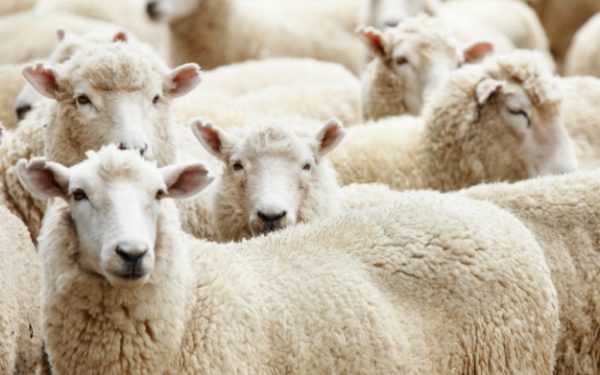 Подготовка к Пасхе в разгаре. Цены на мясо ягненка растут, а покупатели вынуждены раскошелиться. Что говорят производители | VIDEO