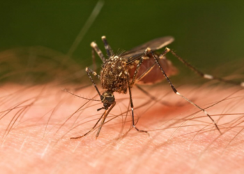 Șapte cazuri de malarie, înregistrate în Moldova în 2022, dintre care două letale